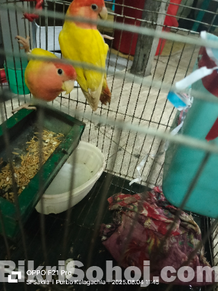 Running peyar Love bird
